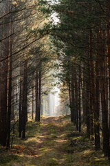 Beautiful autumn forest landscape. Sun and fog in the forest in autumn.