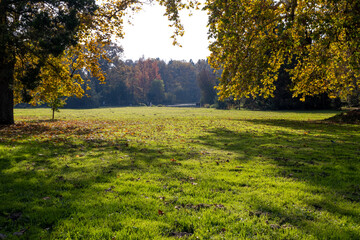 A photo of a field with a tree and a bench in the middle