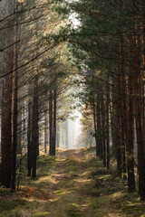 Obraz premium Beautiful autumn forest landscape. Sun and fog in the forest in autumn.