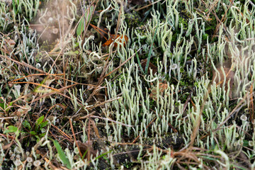 Lichen growing in the forest in autumn. Autumn forest landscape.