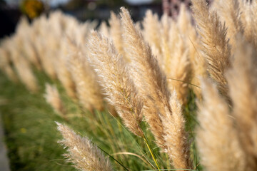 Beautiful ornamental grass growing in the garden in autumn.