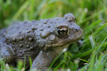 Closeup on an adult Western toad, Anaxyrus or Bufo boreas sitting on the grass