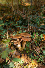 A photo of a mushroom in the woods