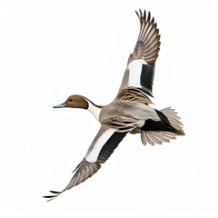 oiseau, canard pilet ,mâle, femelle, gibier, Anas acuta Linnaeus, en vol, chasse,  faune, nature, volant, animal, oiseau, eau, ailes, oie, sauvage, bec, empennage, oie, isolé, animal, mouche, vol, ail