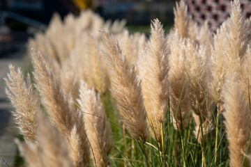 Beautiful ornamental grass growing in the garden in autumn.