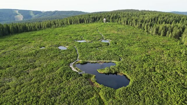 Aerial view of serene lake surrounded by lush forest and wetland, Rogla, Slovenia.
