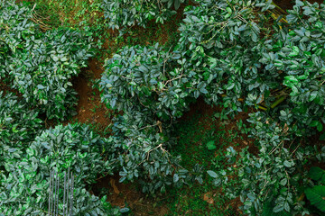 Obraz premium Coffee tree with fresh arabica coffee bean in coffee plantation on the mountain