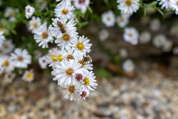 A photo of a bee on a flower