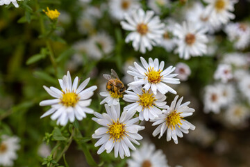A photo of a bee on a flower