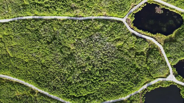 Aerial view of serene wetland and lush forest surrounding a tranquil lake, Rogla, Slovenia.