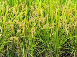 golden rice field

