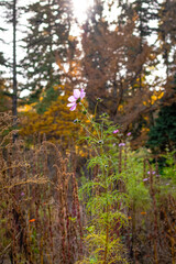 Fototapeta premium A photo of a single flower in the middle of a field