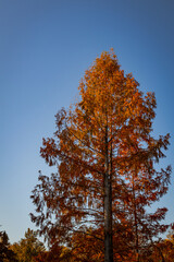 A photo of a tree with orange leaves