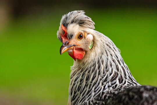Portrait of grayish Icelandic chicken on the green background