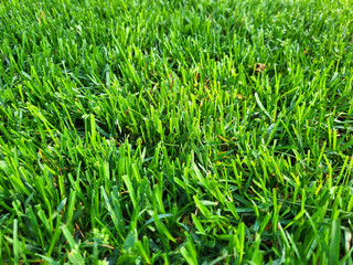 A green manicured lawn on a bright sunny spring day