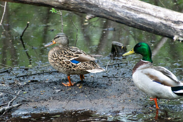 Two mallard ducks walking away from the camera into pond water in Minnesota.