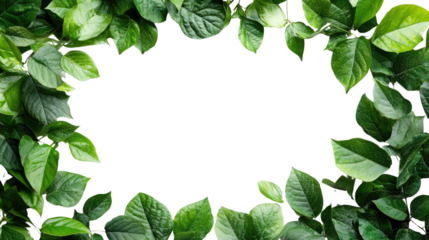 green leaves border on white background