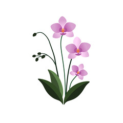pink orchid isolated on white. Beautiful flowers decorative