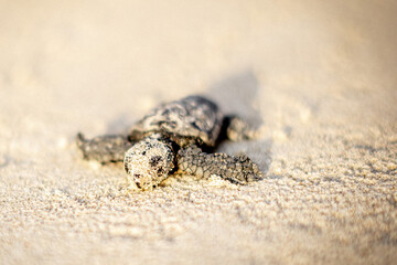 Baby Sea Turtle Crawling on Sand