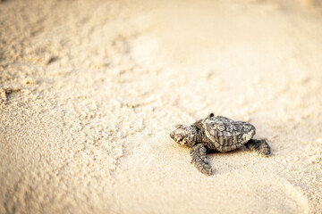 Baby Sea Turtle Crawling on Sand