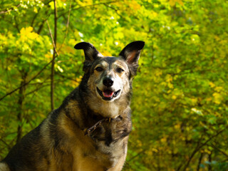 A dog is walking in the forest. 
The forest is a great place to walk dogs.
