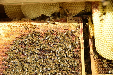 honey comb and a bee working during summer. Close up of working bee, Bee honey concept