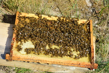 honey comb and a bee working during summer. Close up of working bee, Bee honey concept