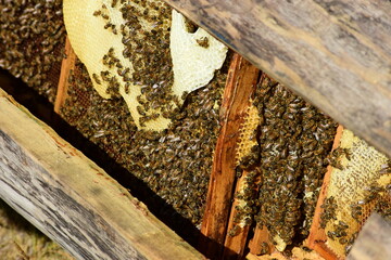 honey comb and a bee working during summer. Close up of working bee, Bee honey concept