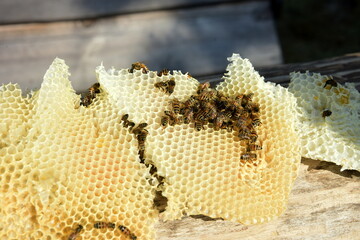 honey comb and a bee working during summer. Close up of working bee, Bee honey concept