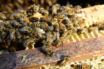 honey comb and a bee working during summer. Close up of working bee, Bee honey concept