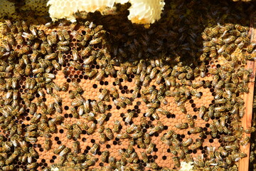 honey comb and a bee working during summer. Close up of working bee, Bee honey concept