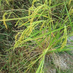 green grass background