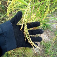 grass on the ground