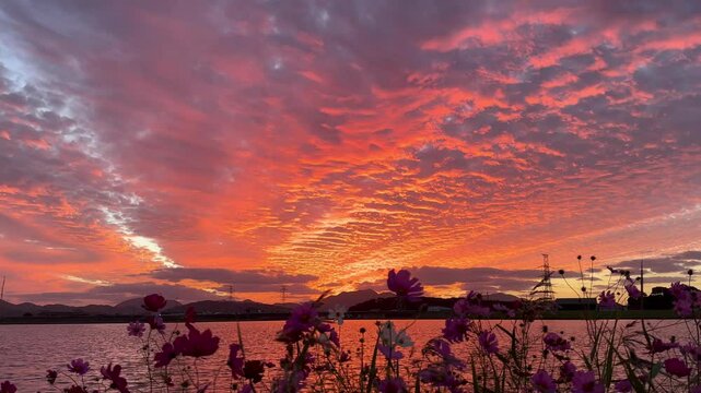 Orange cirrocumulus clouds during sunset with cosmos flowers in the foreground