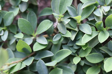Crotons-shaped small leaves naturally occur