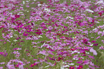 Obraz premium 秋のイメージ コスモス畑06