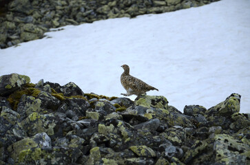 A female tundra ptarmigan walks on rocks, lagopus muta