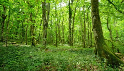 Fototapeta premium Lush Green Forest 