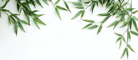 Naklejka premium Asian Natural Branches Of Bamboo Leaves On White Background
