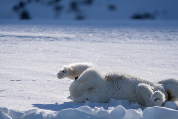 Eisbär