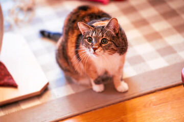 Neugierige Katze sitzt auf dem Teppich
