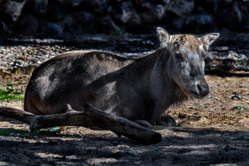 Pere David`s deer. Latin name - Elaphurus davidianus. These animals are exterminated in the wildlife, live only in zoos