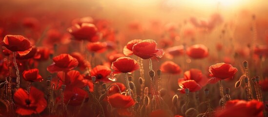 Red Poppy Flowers Field Close Up Early In The Morning