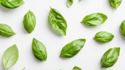 Fototapeta premium Close up of vibrant green basil leaves on a white background