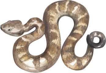 RIDGE NOSED RATTLESNAKE (Crotalus willardi). Watercolor hand drawing painted illustration. 