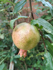 Pomegranate fruit green.