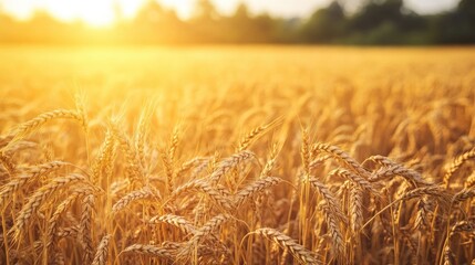 Naklejka premium Scenic agricultural landscape featuring a vibrant cereal field with mature organic rye ready for harvest under sunlight