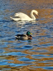 swan and duck on the lake