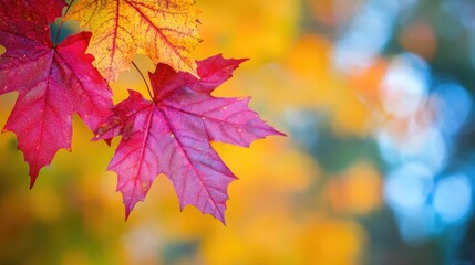 Vibrant Maple Leaves in a Stunning Natural Setting During Autumn Season