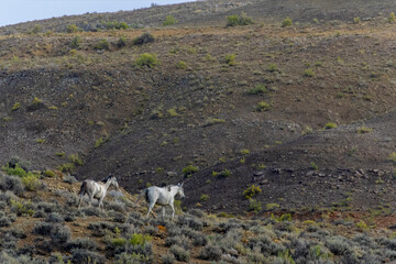 Wild Mustangs